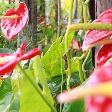 La Kaz Fleur Vanille Saint-Benoît Esterno foto